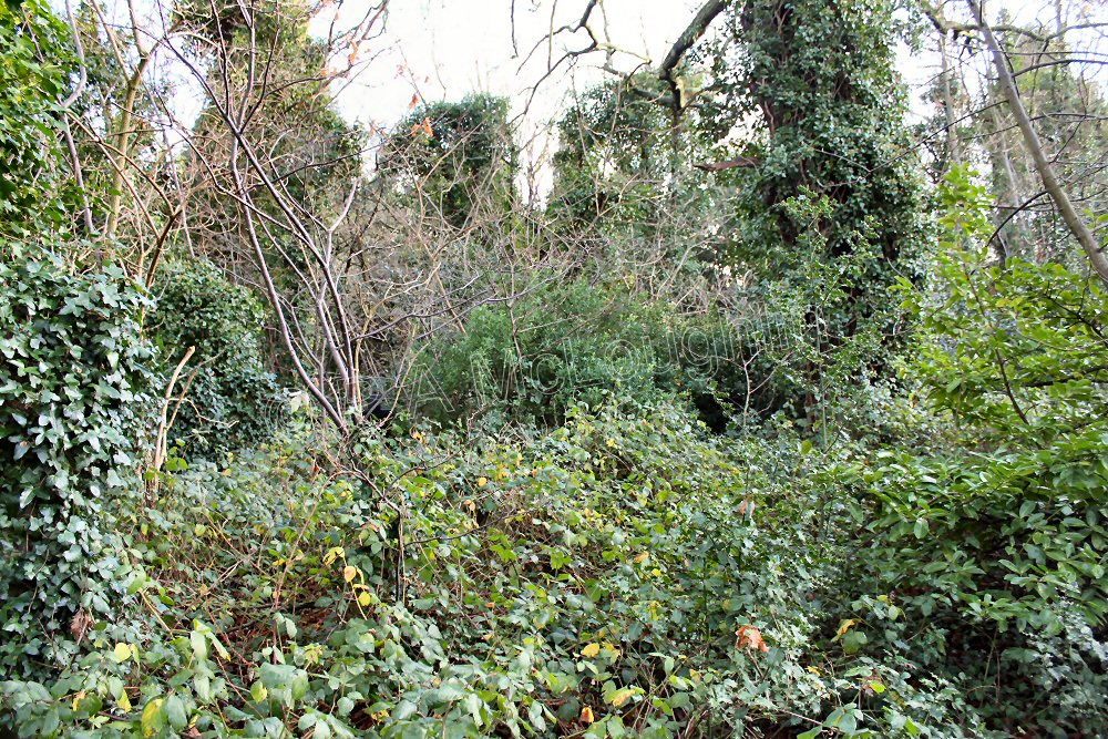 The grave of Henry Kimpton